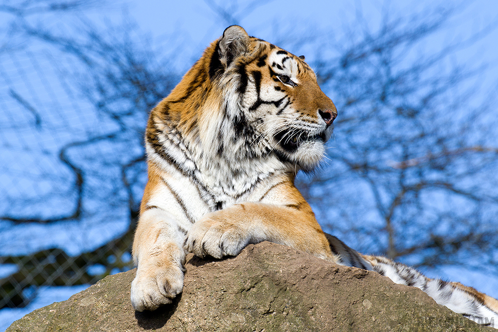 Amur Tiger