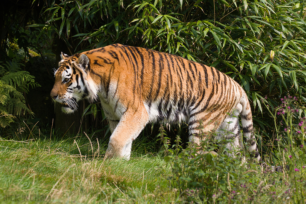 Amur Tiger