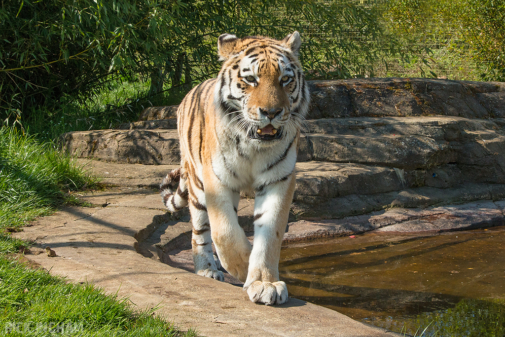 Amur Tiger