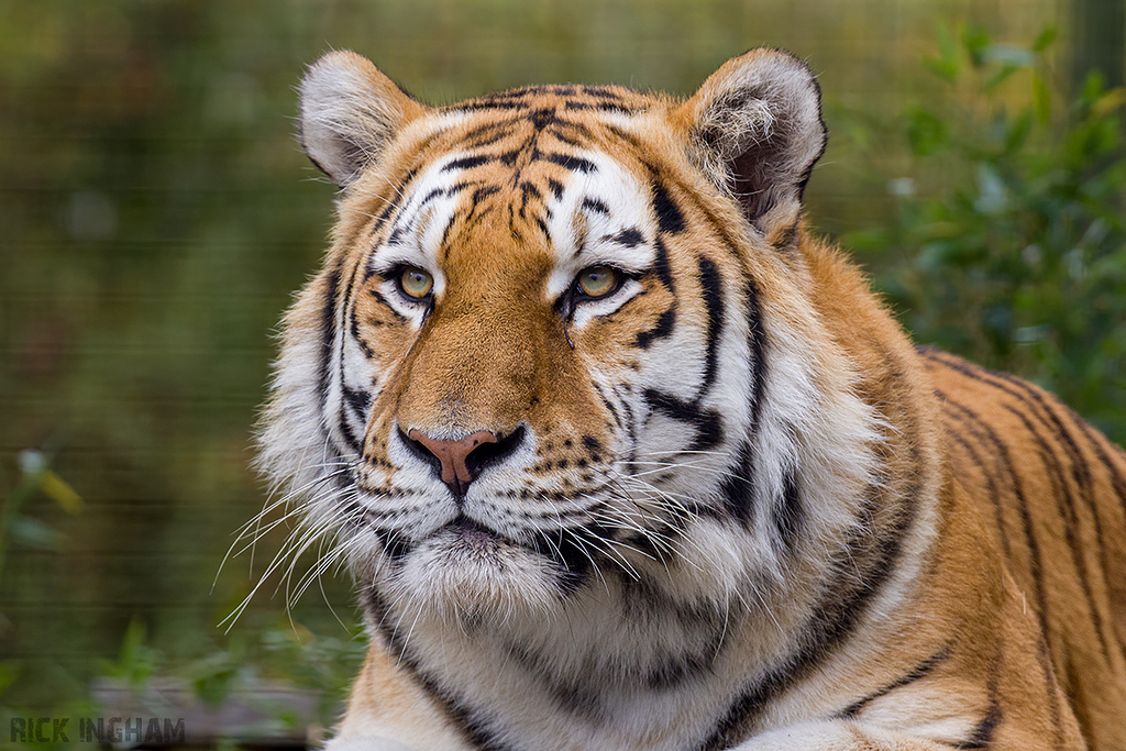 Amur Tiger