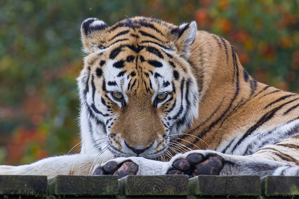 Amur Tiger
