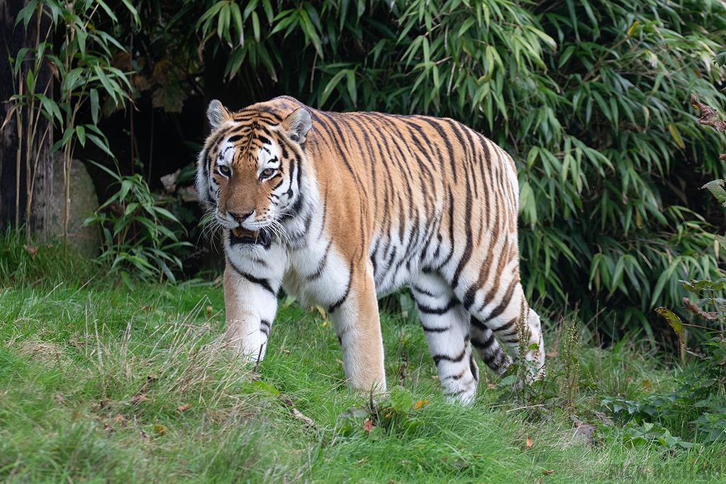 Amur Tiger