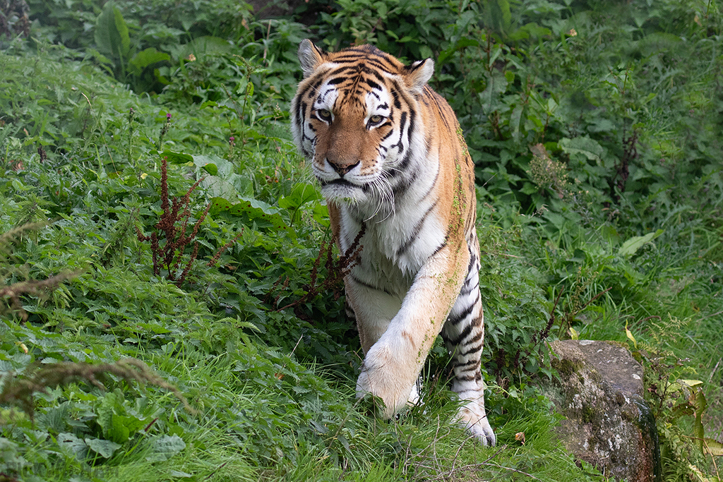 Amur TIger