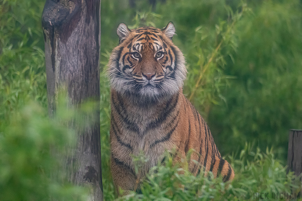 Sumatran Tiger