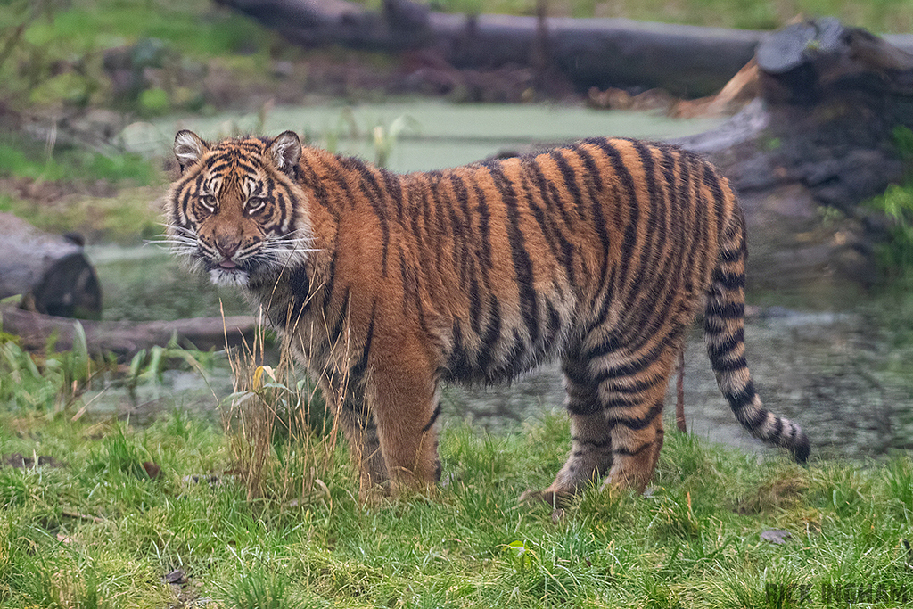 Sumatran Tiger