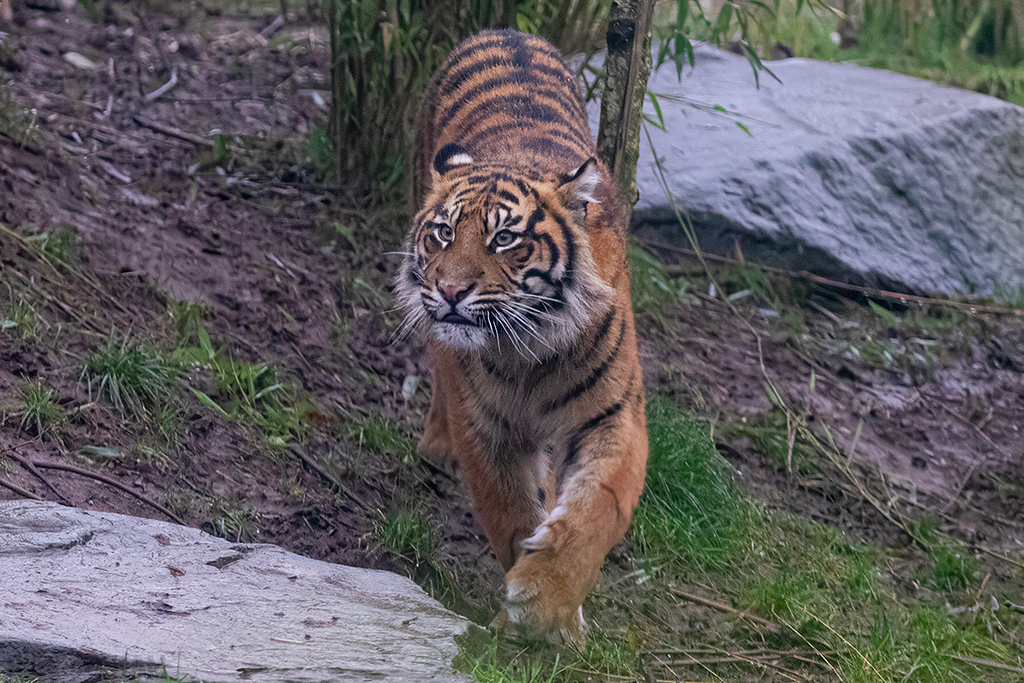 Juvenile Sumatran Tiger