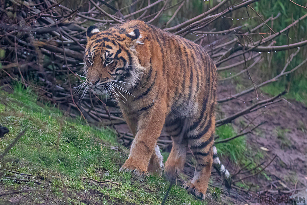 Juvenile Sumatran Tiger