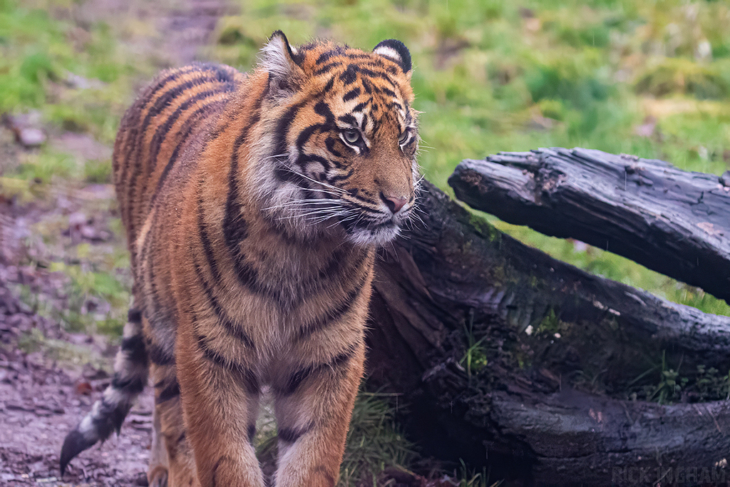 Juvenile Sumatran Tiger