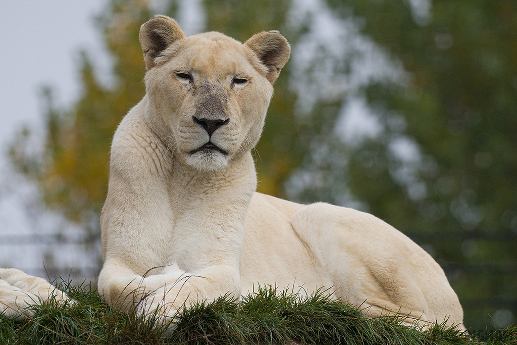 White Lion