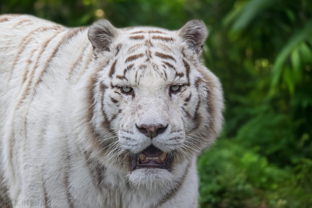 White Bengal Tiger