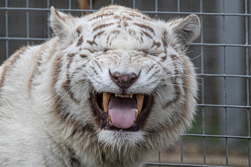 White Bengal Tiger