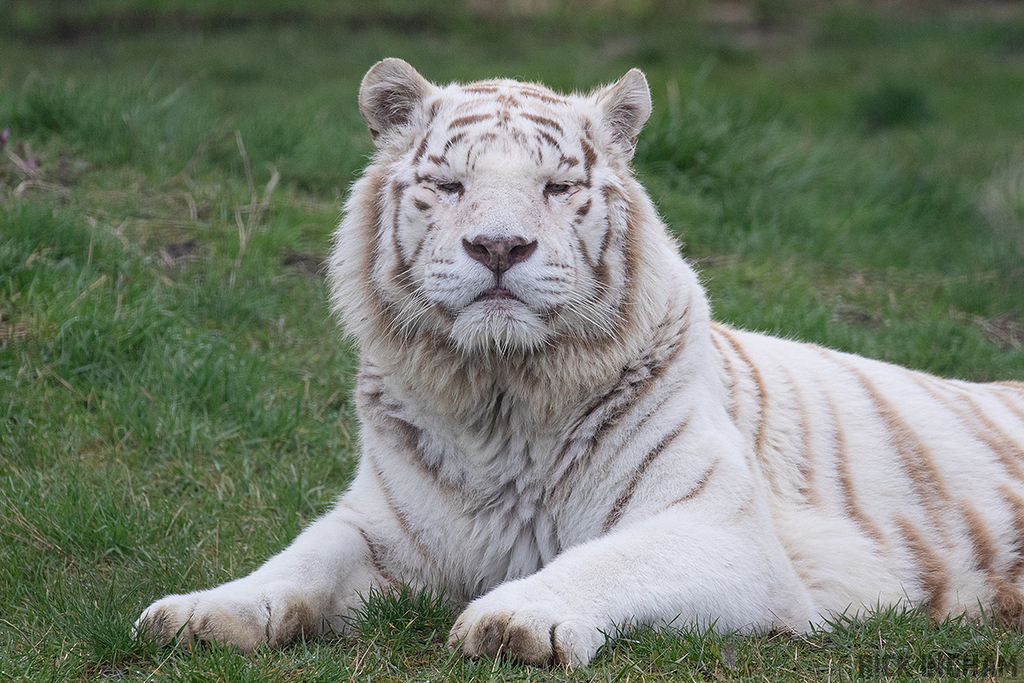 White Bengal TIger