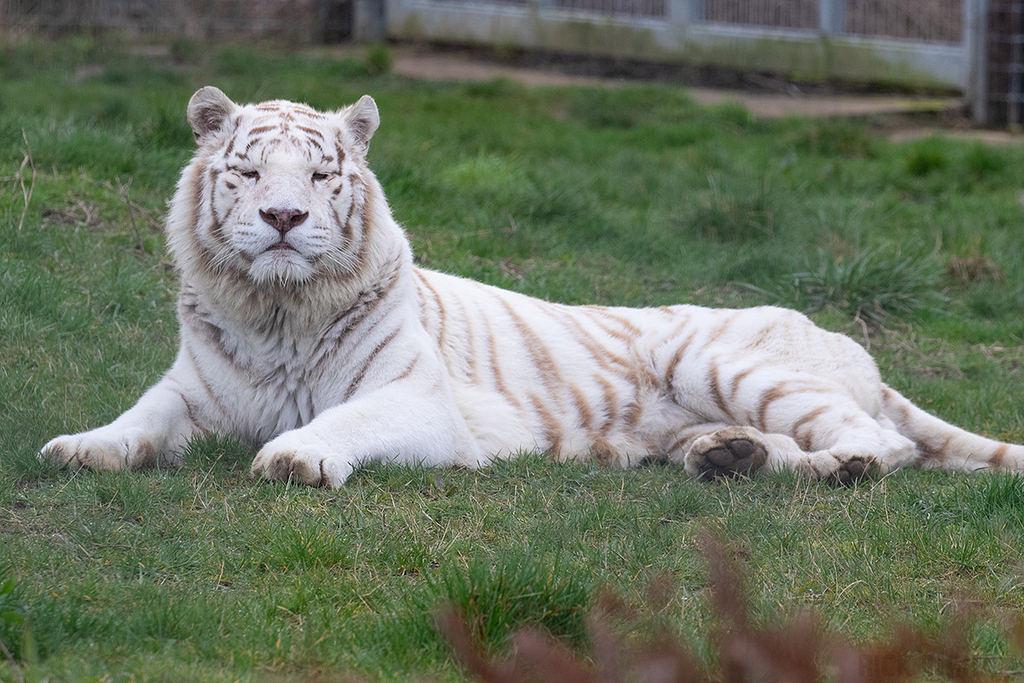 White Bengal Tiger