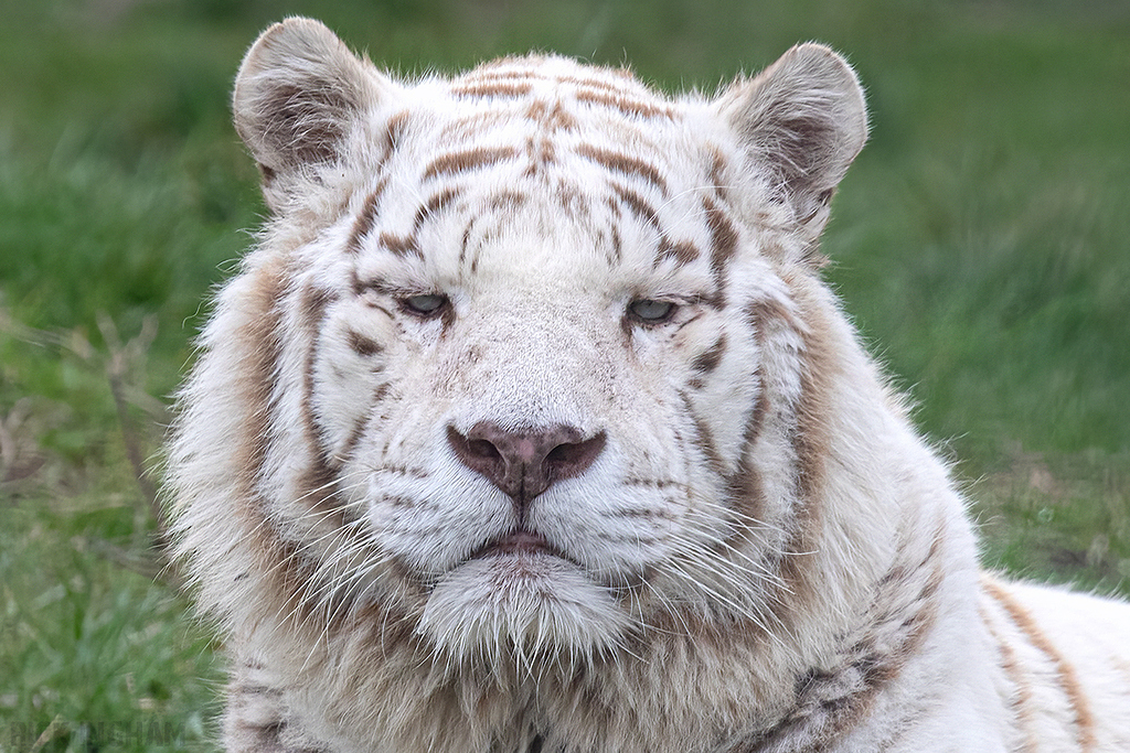 White Bengal Tiger