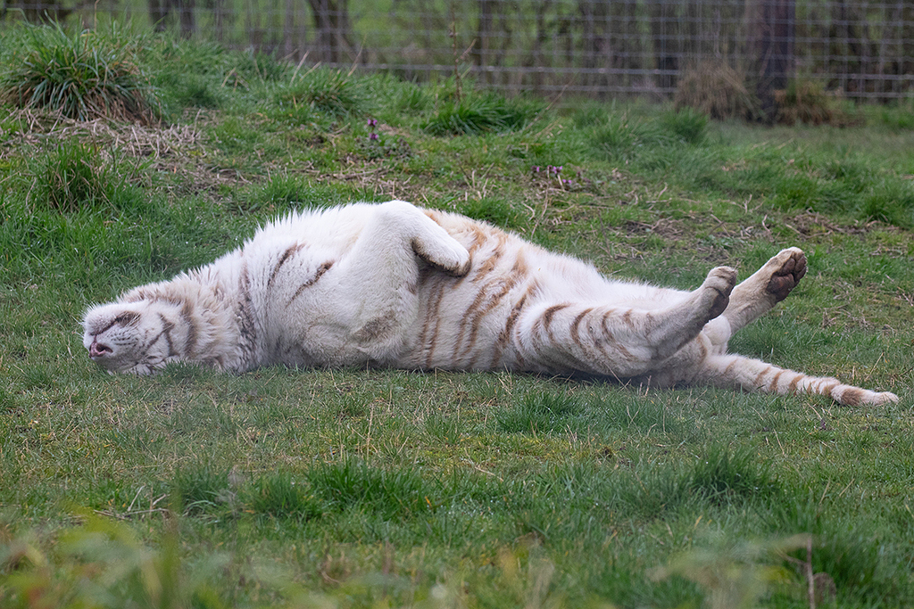 White Bengal Tiger