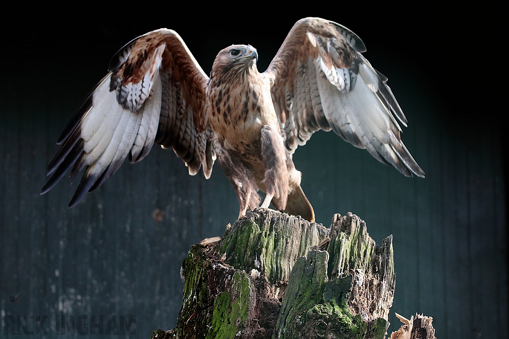 Long-legged Buzzard