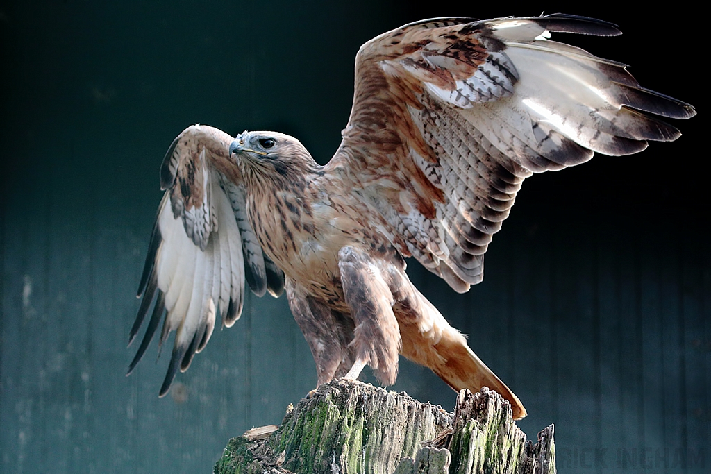 Long-legged Buzzard