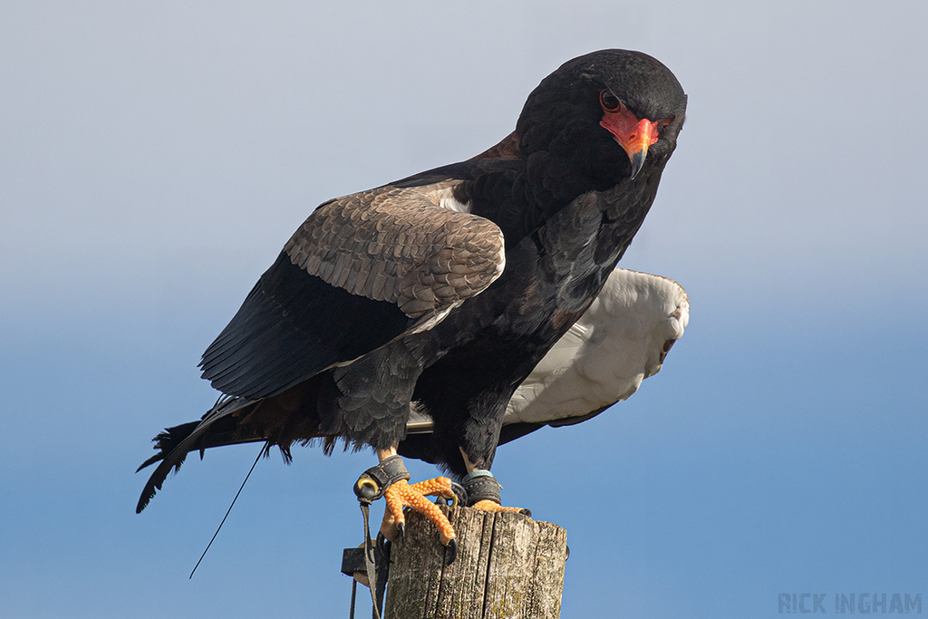 Bateleur Eagle