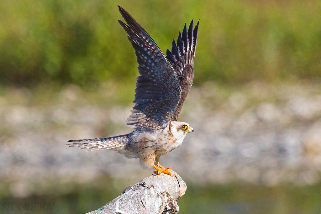 Red Footed Falcon | 1st Summer Female