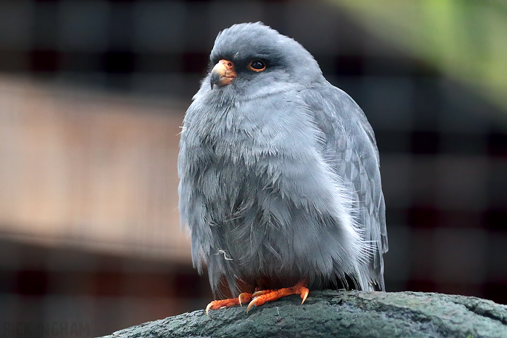 Red-Footed Falcon