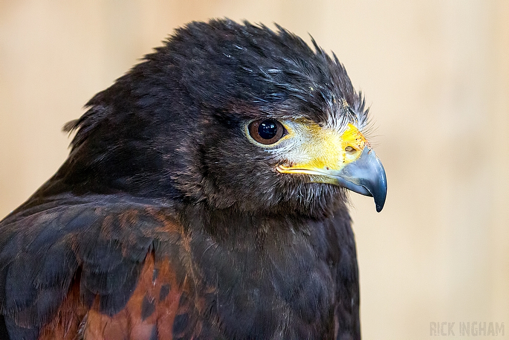 Harris Hawk