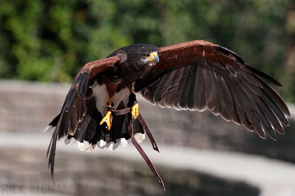 Harris Hawk