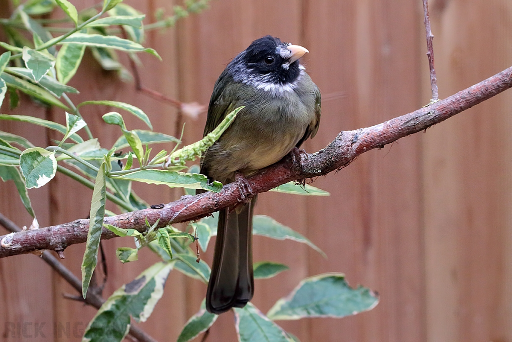 Collared Finchbill