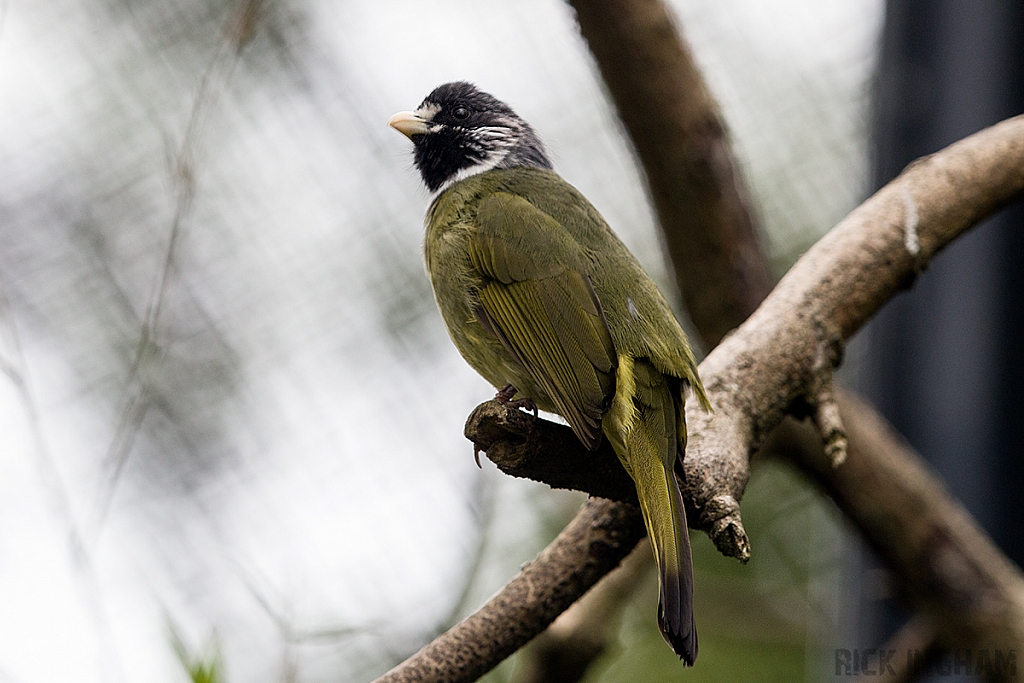 Collared Finchbill