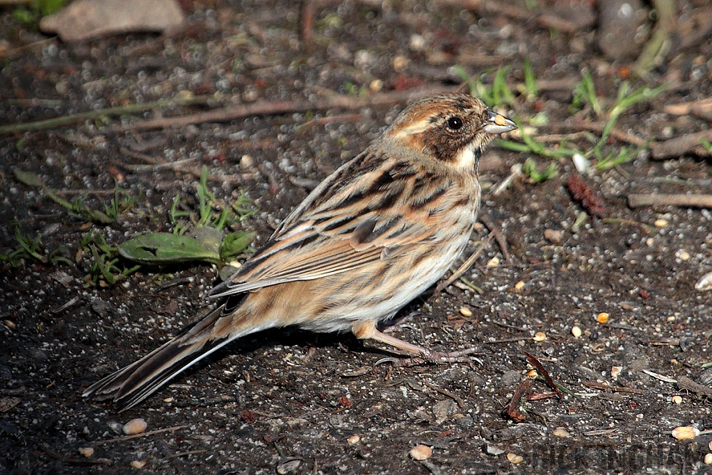 Reed Bunting | Female