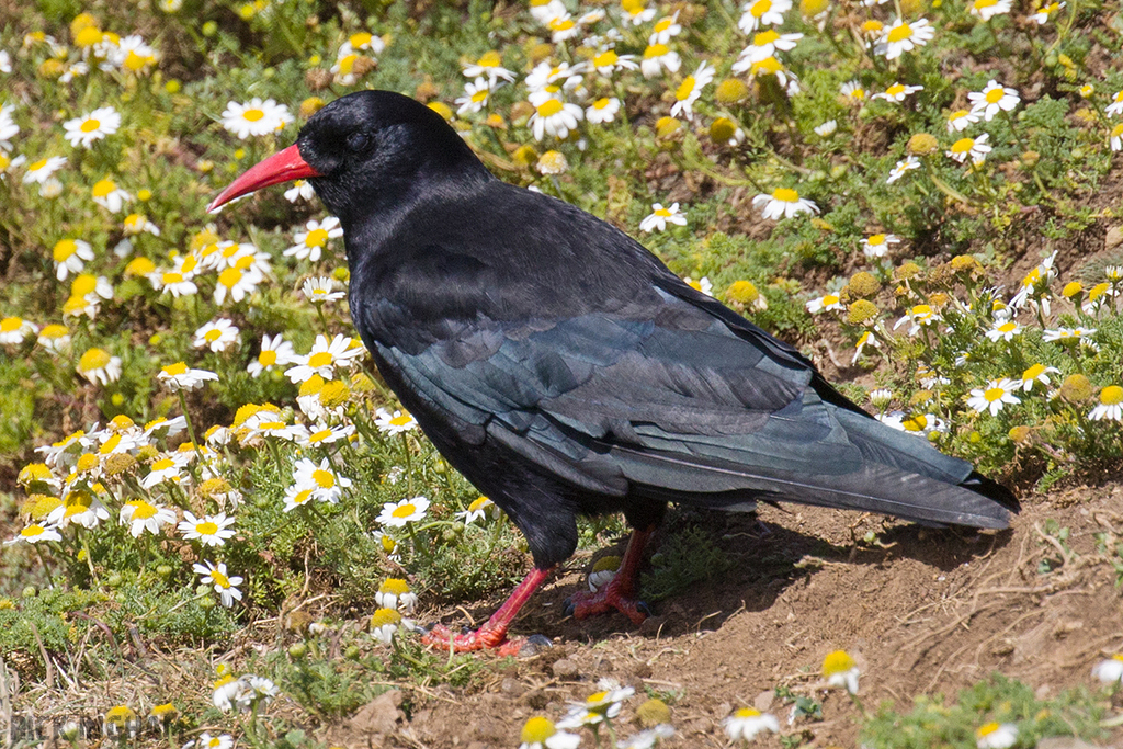 Red Billed Chough