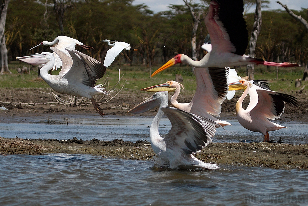 Storks Pelicans Egrets of Lake Naivasha