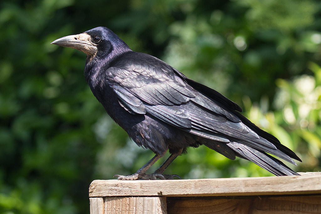 Rook