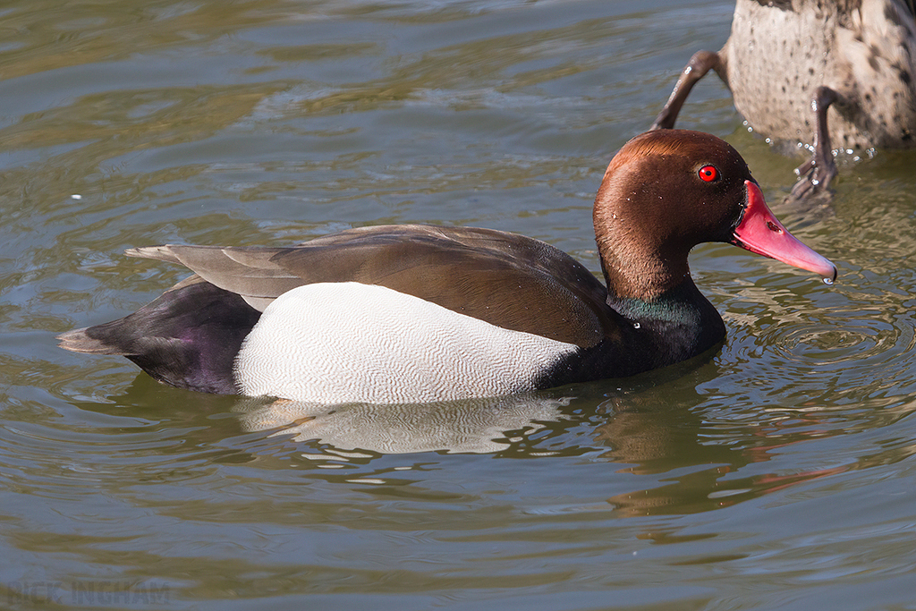 Red-crested Pochard Rosybill Hybrid | Male