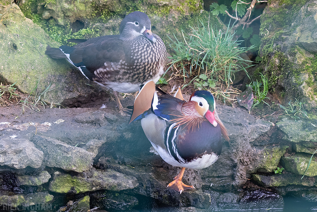 Mandarin Duck | Male and Female