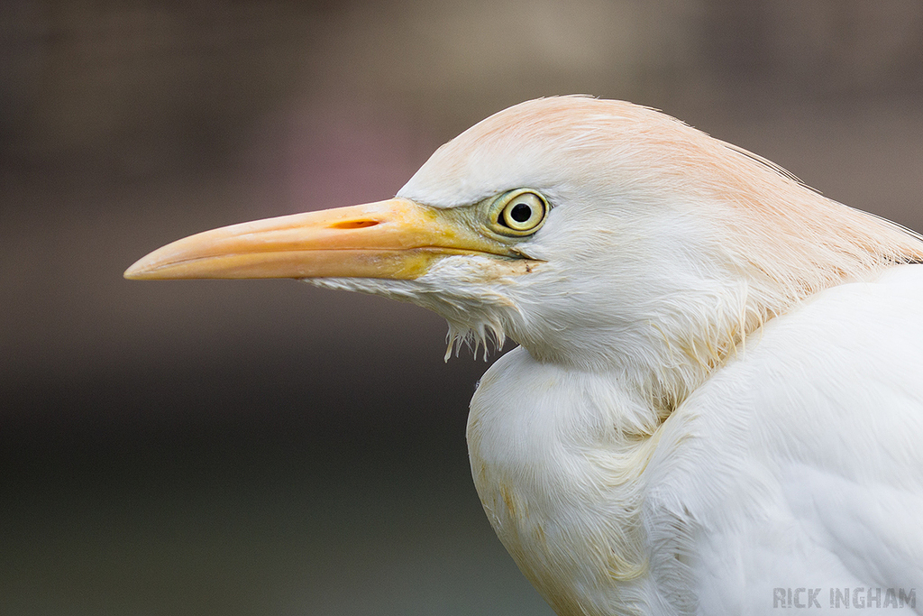 Western Cattle Egret