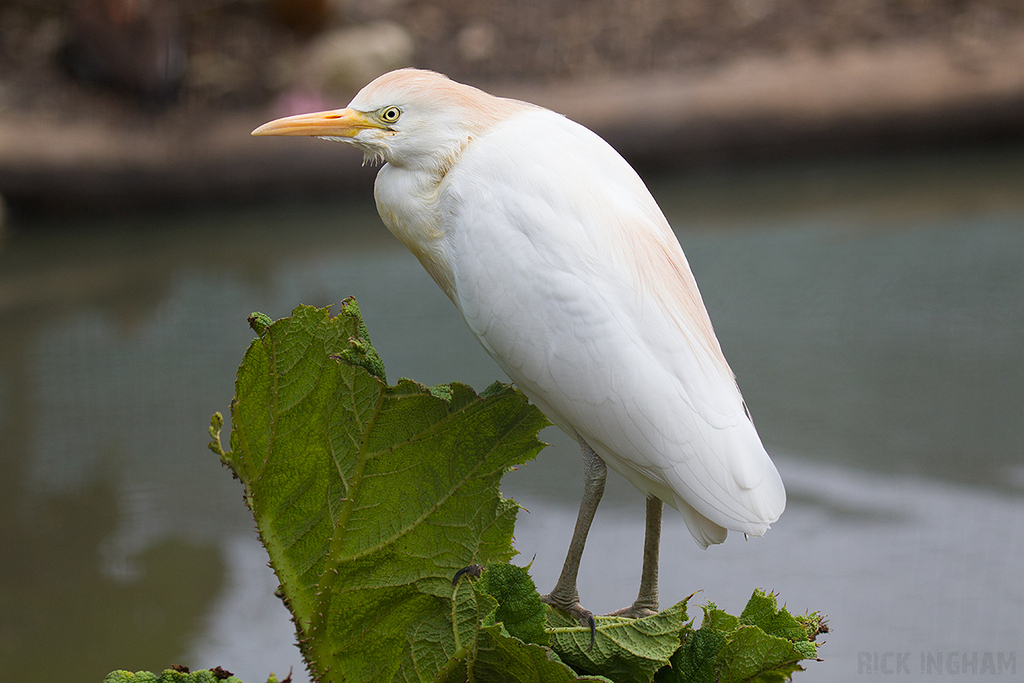 Western Cattle Egret