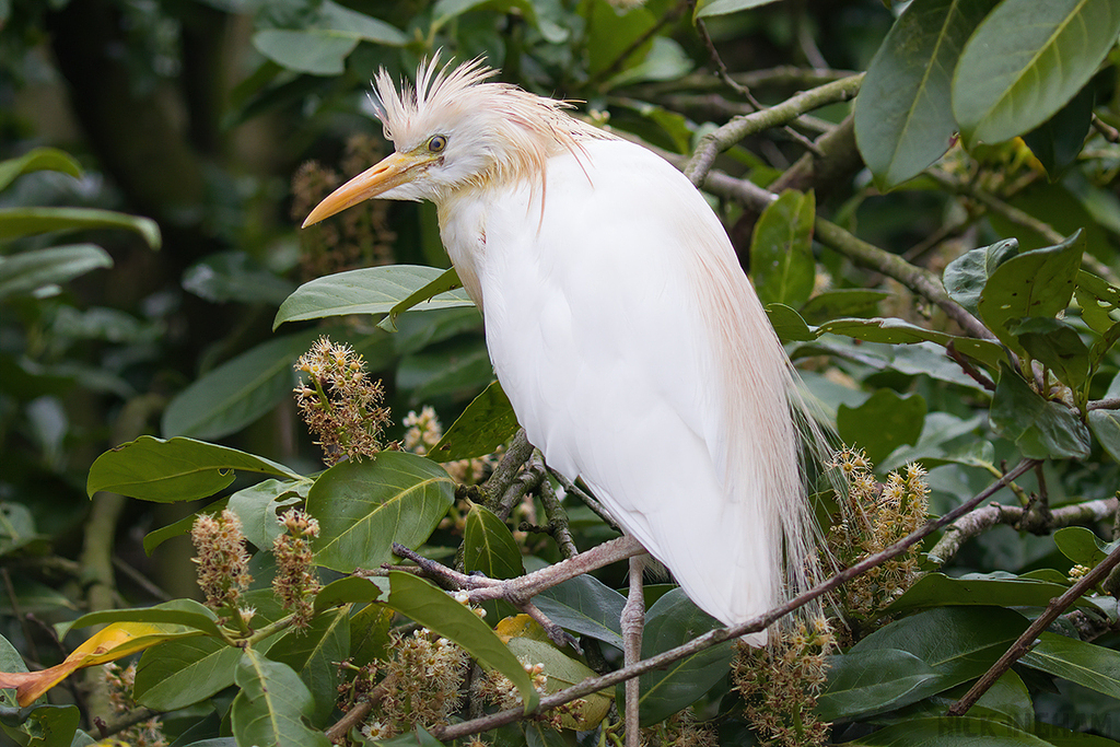 Western Cattle Egret