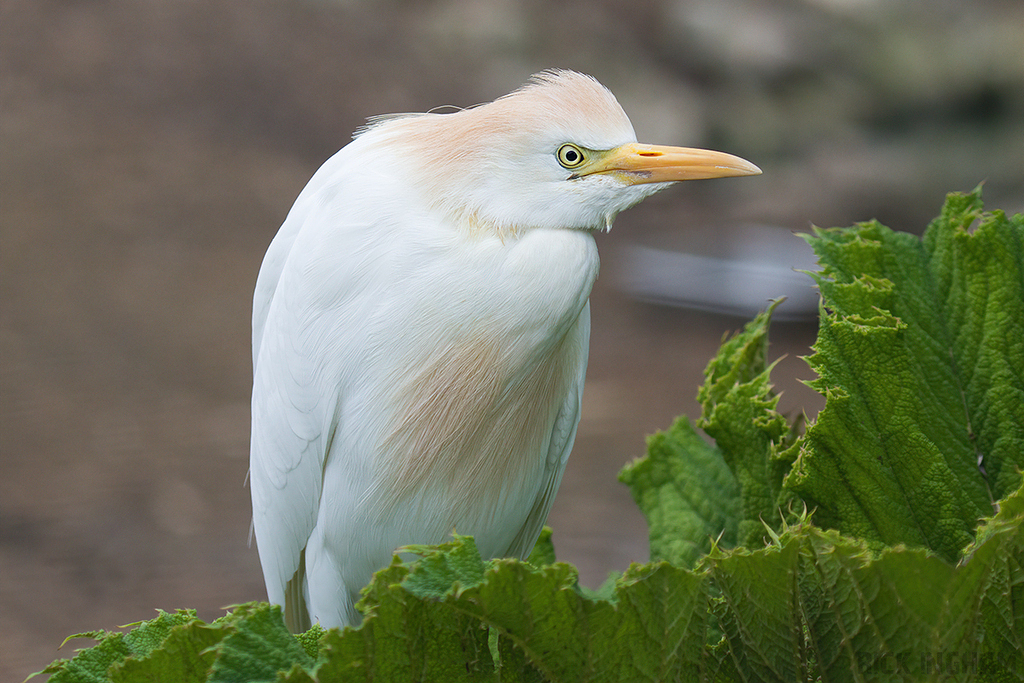 Western Cattle Egret