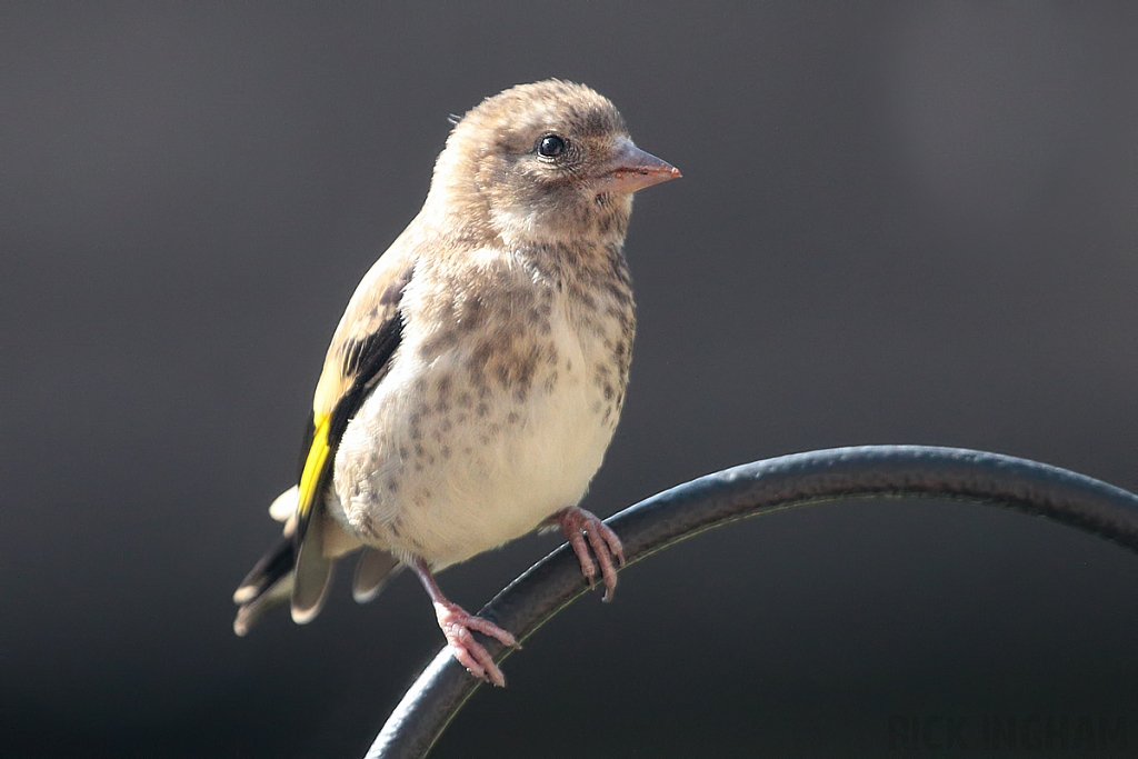 Goldfinch | Juvenile