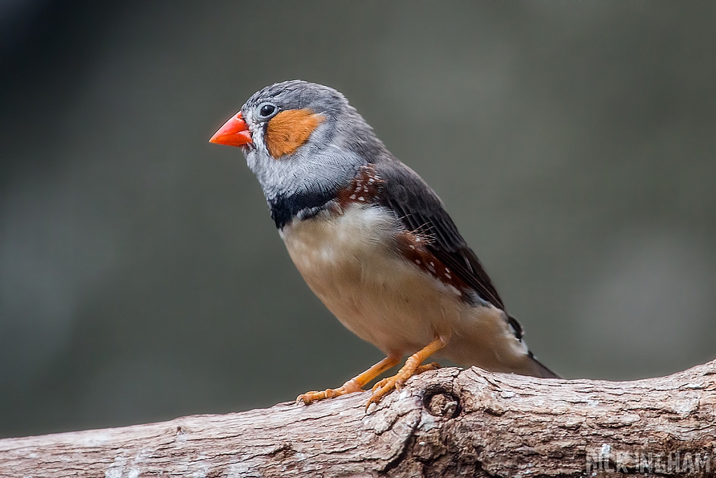 Zebra Finch