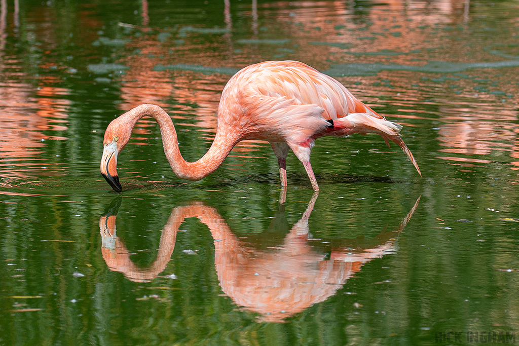 American (Caribbean) Flamingo