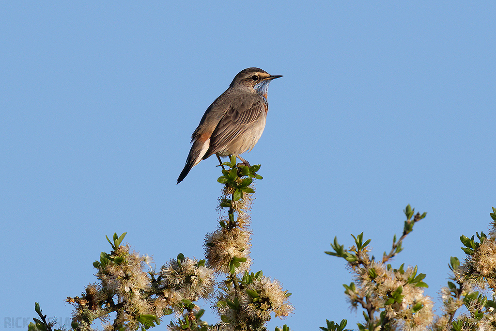 Red-spotted Bluethroat