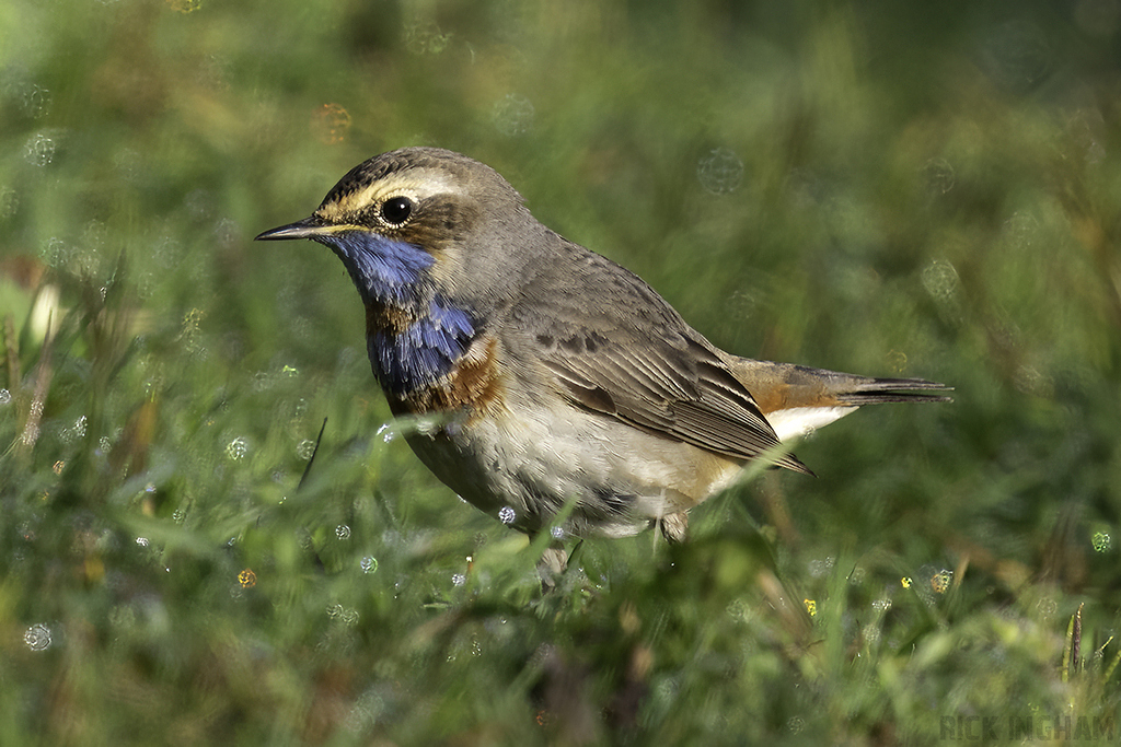 Red-spotted Bluethroat