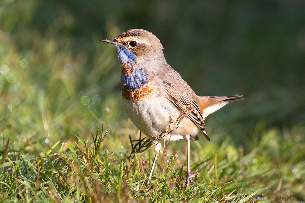 Red-spotted Bluethroat