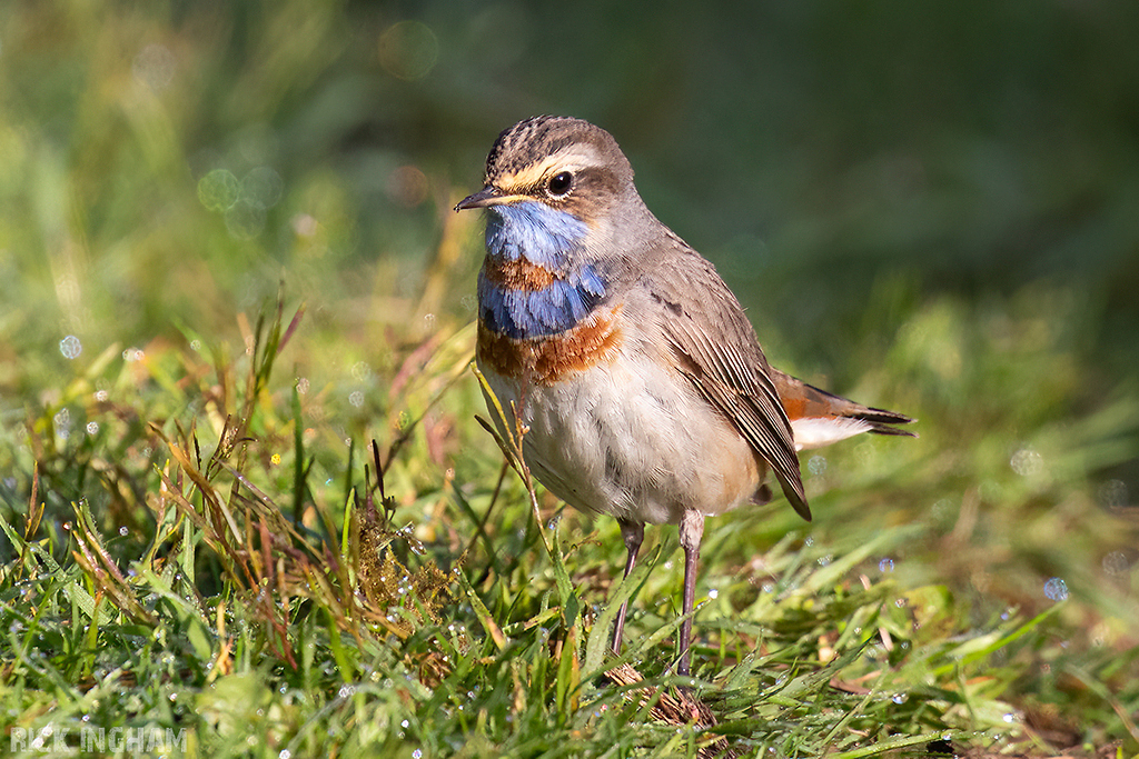Red-spotted Bluethroat