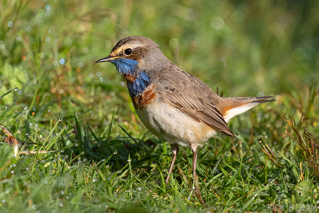 Red-spotted Bluethroat