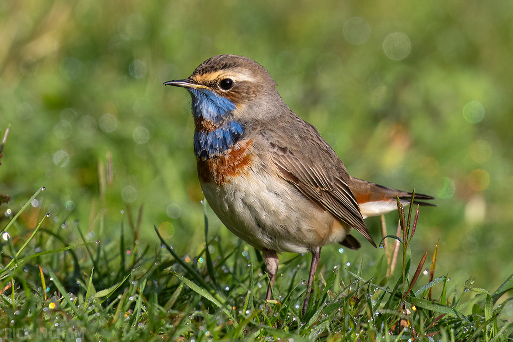 Red-spotted Bluethroat