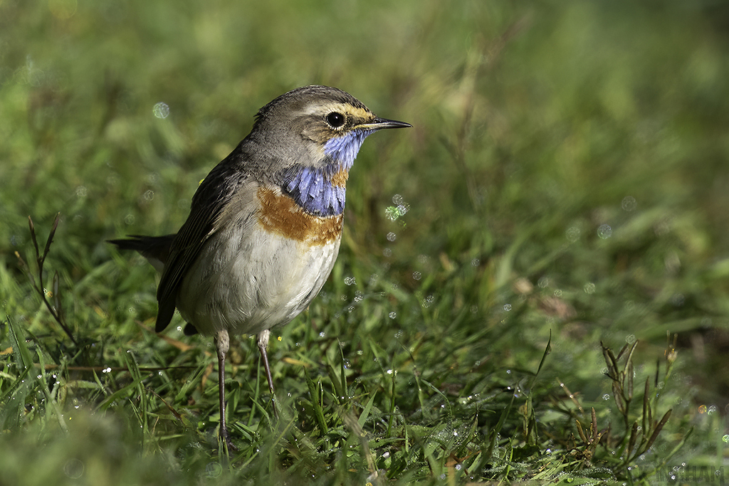 Red-spotted Bluethroat