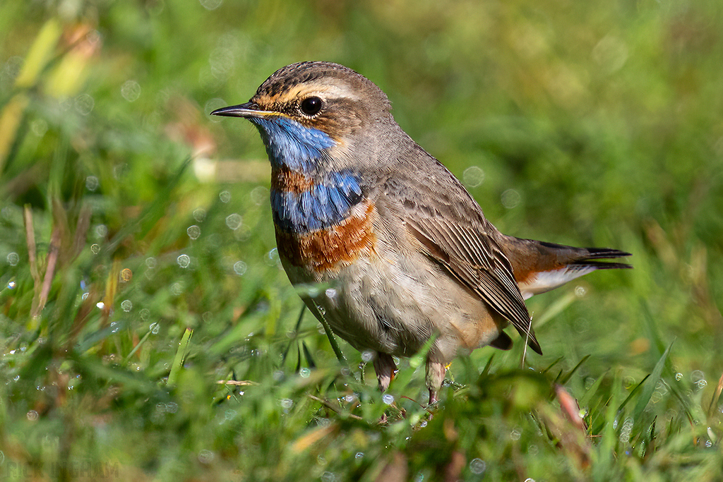 Red-spotted Bluethroat