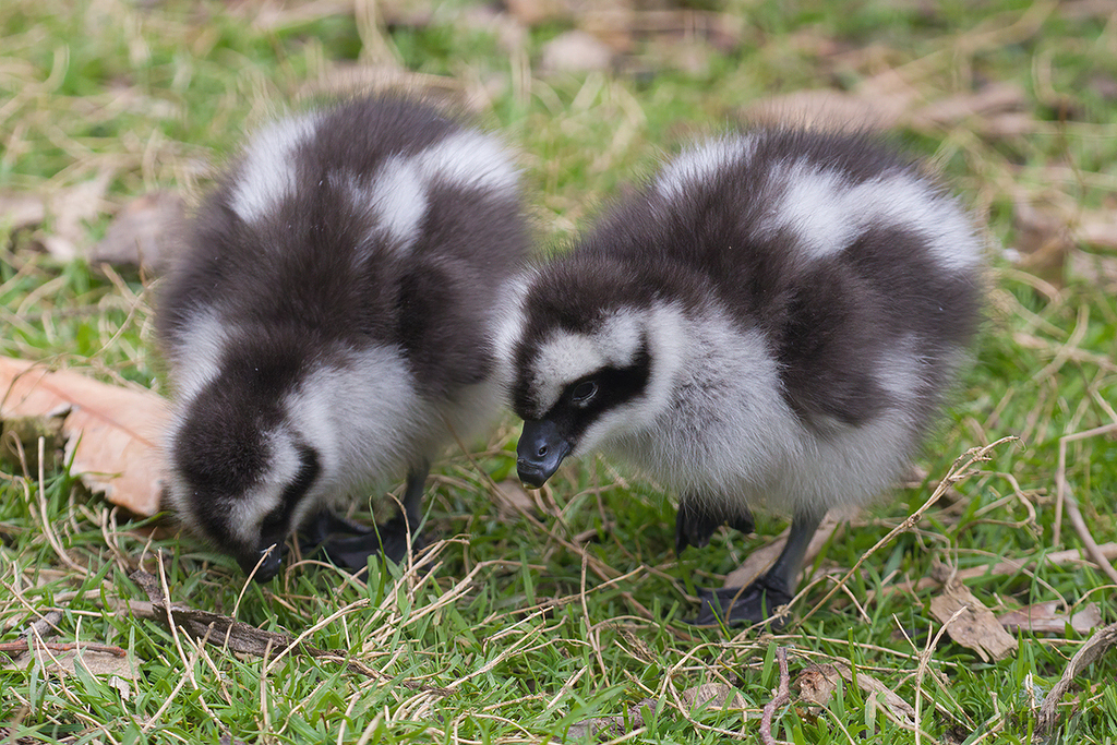 Cape Barren Goose Chick